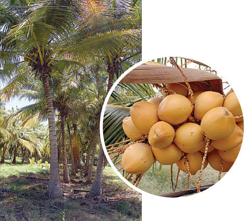நீங்கள் கேட்டவை - புறா பாண்டி