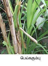 மண்புழு மன்னாரு