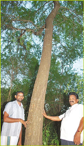 விளாவுக்கு எடுக்கலாம் விழா!