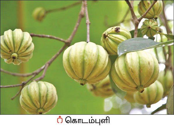 நல்மருந்து - தெரிந்த செடிகள்... தெரியாத பயன்கள்! - 19