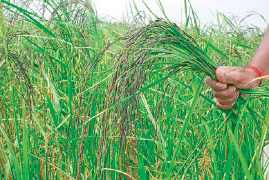 கறுப்பு நிற ‘காலா நமக்’ அரிசி...