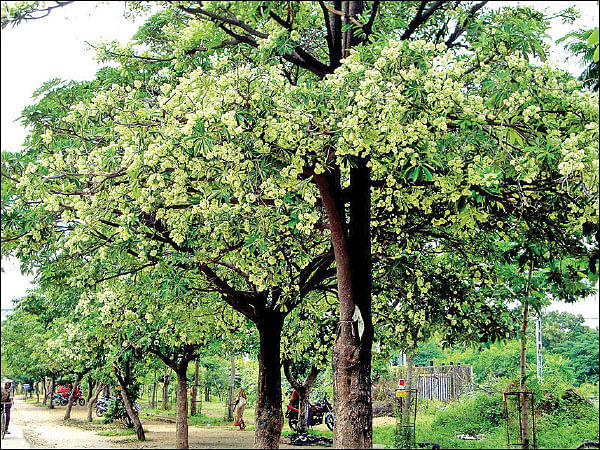மரம் செய விரும்பு! - 11 - மர்ம காய்ச்சலைக் குணமாக்கும் 'ஏழிலைப்பாலை'