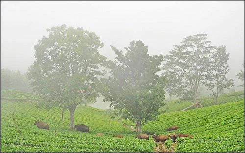 சென்னை to கோத்தகிரி - கோத்தகிரியில் கேத்தரின் அருவிக்குப் போலாமா?