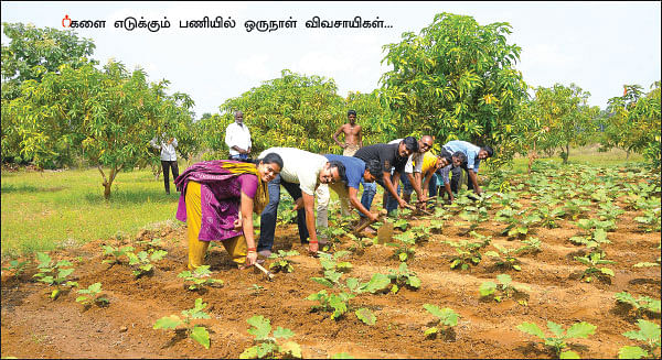 நிலத்தை வளமாக்கும் சணப்பு! - ஒரு நாள் விவசாயி! பருவம்-2
