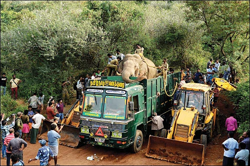 யானைகள் மீதா குற்றம்?