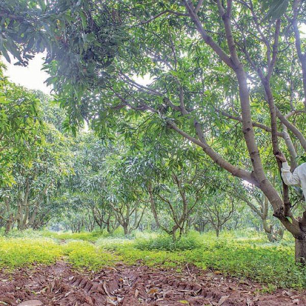 மா மரம்