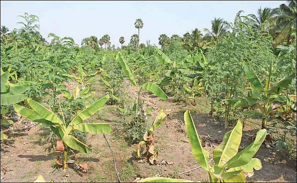ரூ 1 லட்சம் வருமானம்... வாழைக்கு இடையில் காய்கறிகள்... ஊடுபயிர்கள் கொடுக்கும் உன்னத லாபம்!