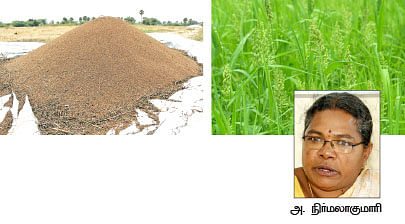 நீங்கள் கேட்டவை - ''கிச்சிலி சம்பா, பாரம்பரிய நெல் ரகமா..?''