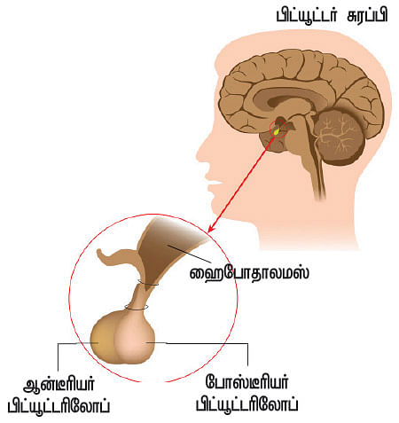உச்சி முதல் உள்ளங்கால் வரை - வெர்ஷன் 2.0 - 15
