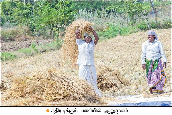 ‘கள்ளிமடையான்’ களர், உவர் மண்ணுக்கு ஏற்றது!