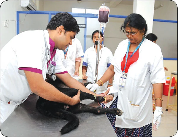 உங்கள் நாய் ரத்த தானம் செய்துவிட்டதா?