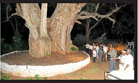 தமிழர் கூடு