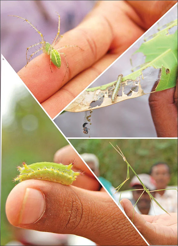 மழைக்காலம்... பூச்சிகள், நோய்கள்... உஷார்!