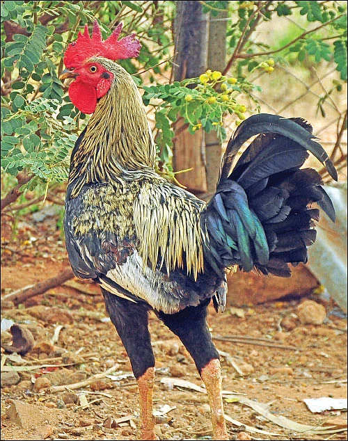 தண்டோரா