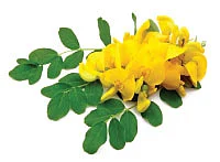 பூனைக் கண்ணன் கடத்திய அம்மன்