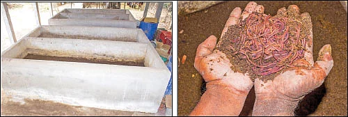 14 ஏக்கர் நெல் சாகுபடி... ஆண்டுக்கு 6,60,000 ரூபாய் லாபம்!