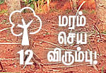 மரம் செய விரும்பு! - 12 - தீக்குச்சியாகும் பெருமரம்... 4 ஆண்டுகளில் நல்ல வருமானம்!