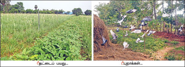 அன்று கல்லுக்கொல்லை... இன்று நெல்லுக்கொல்லை! - வீணான நிலம் விளைநிலமான கதை