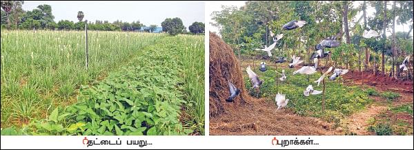 அன்று கல்லுக்கொல்லை...  இன்று நெல்லுக்கொல்லை! - வீணான நிலம் விளைநிலமான கதை
