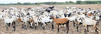 முன்னெச்சரிக்கைக்கு உதவும் மூலிகை மருத்துவம் !