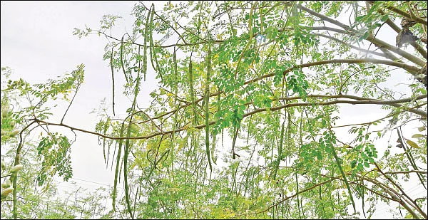 முருங்கை... முத்தான மகசூலுக்குச் சத்தான தொழில்நுட்பங்கள்!