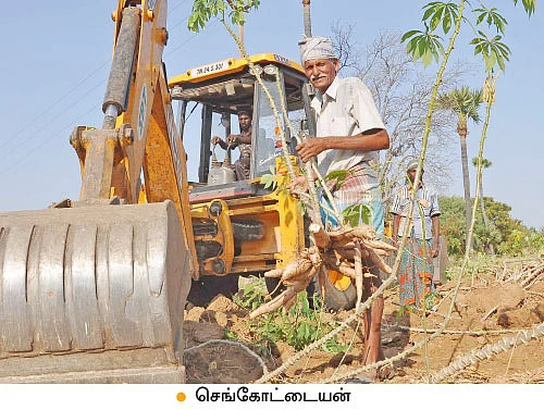 வீழ்ந்தது மரவள்ளி விலை... மாட்டுக்குத் தீவனமாகும் அவலம்!