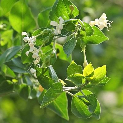 வாதமடக்கி தழுதாழை