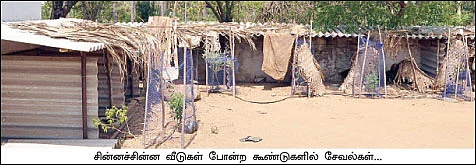 ஒரு சேவல், 10 ஆயிரம் ரூபாய்...