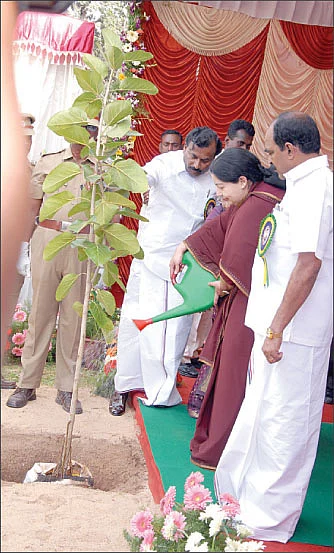 64 வயது ஜெ. 64 லட்சம் கன்றுகள்...
