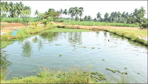 நீங்கள் கேட்டவை: “மீனையும் கோழியையும் ஒரே இடத்தில் வளர்க்கலாமா?”