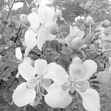 தண்டோரா