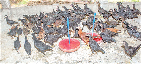 நல்ல வருமானம் தரும் நாட்டுக்கோழிகள்...
