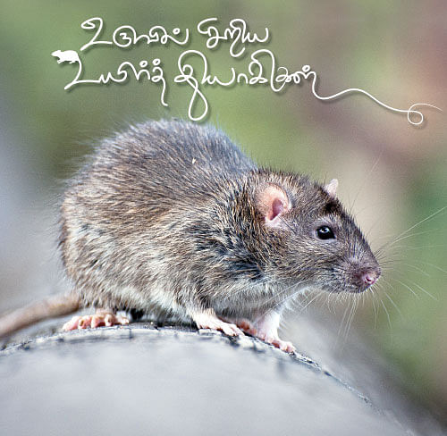 மாயா டீச்சரின் மந்திரக் கம்பளம்!