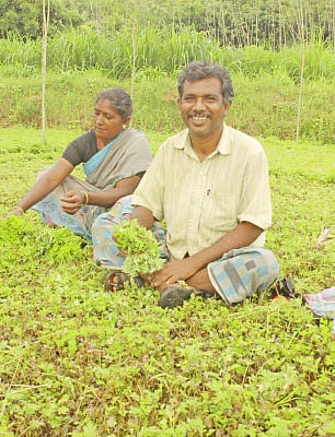 பலே வருமானம் கொடுக்கும் ‘பச்சை’...!