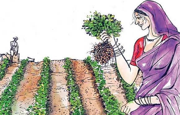 கடன்படா வேளாண்மைக்கு கலப்புப் பயிர் சாகுபடி..!