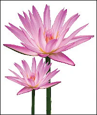 சக்தியர் சங்கமம்!