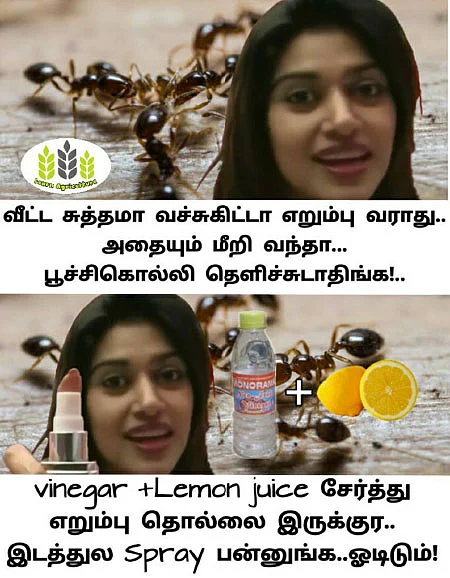 இவர்கள் நல்ல மீமர்கள்!