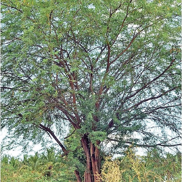 சீமைக்கருவேல மரங்கள்
