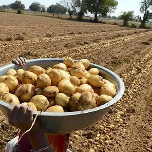 ``விவசாயிகள்மீது திருட்டுப் பட்டம் சுமத்தியிருக்கிறார்கள்!" பெப்சிக்கு எதிராக விவசாயிகள்!