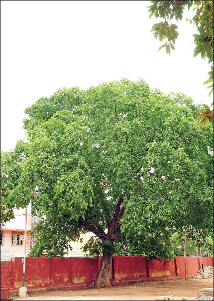 மரம் செய விரும்பு! - 17 - அற்புதப் பலன்களைக்கொண்ட ஆவி மரம்!