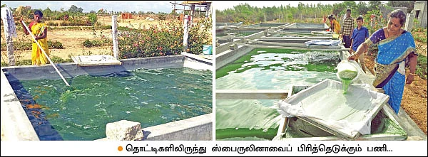 பணம் குவிக்கும் பண்ணைத்தொழில்கள் - 6 - தொட்டியில் வளரும் பணம்... ஸ்பைருலினா!