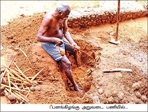 உழவில்லை... உரமில்லை... பராமரிப்பில்லை! - பட்டையைக் கிளப்பும் பனங்கிழங்கு சாகுபடி!