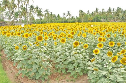 90 நாள்.... ரூ.50 ஆயிரம் வருமானம்... சொக்கவைக்கும் சூரியகாந்தி!