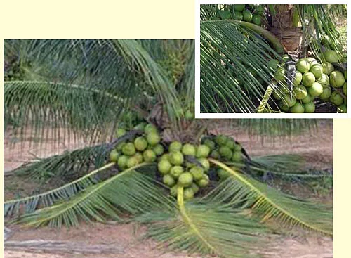 வாட்ஸ்ஆப் பராக்... பராக்!