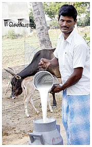 கறவை மாடு வளர்ப்பில் கவனிக்க வேண்டியவை..!