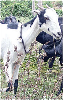 தண்டோரா