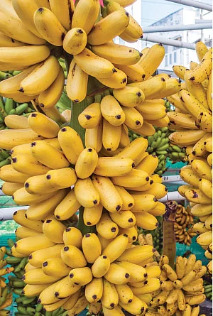 பூ, காய், கனி, தண்டு அத்தனையும் சத்து! வாழை ஸ்பெஷல்