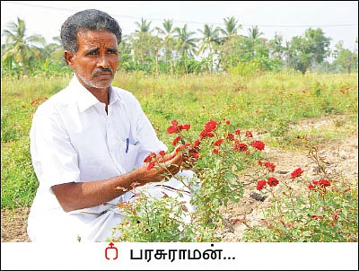 நிச்சய வருமானம் கொடுக்கும் மலர் சாகுபடி! - சம்பங்கி... ரோஜா... மல்லி...