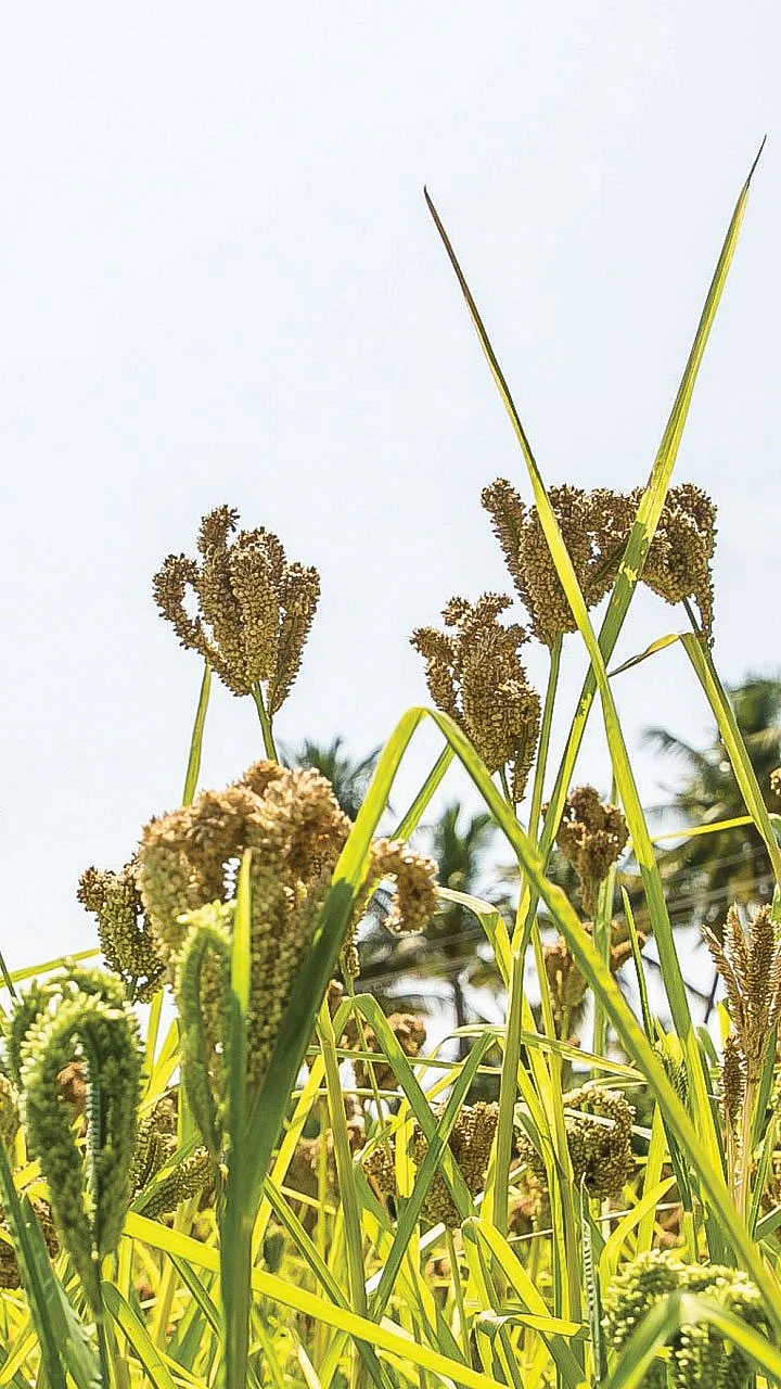 கேழ்வரகு... சிறிய தானியம், பெரிய லாபம்! - டெல்டாவில் செழிக்கும் சிறுதானியச் சாகுபடி