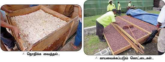கசக்கும் விதை... இனிக்கும் கட்டி!